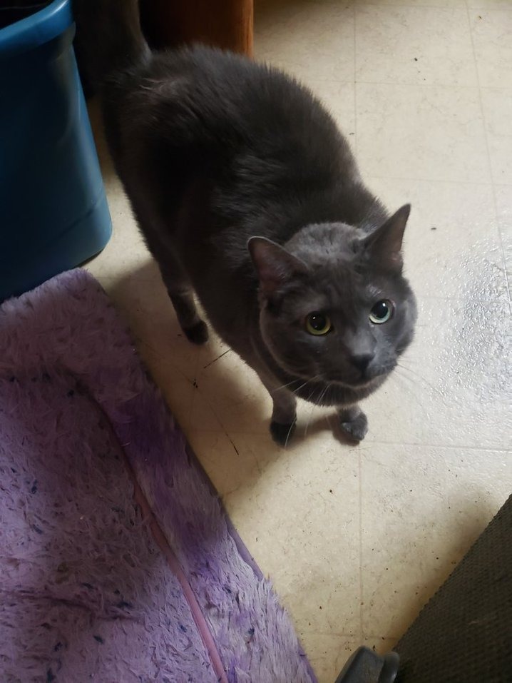 WolfieWeb cat companion